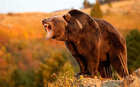 Montana grizzly bear. Things To Know About Montana grizzly bear. 